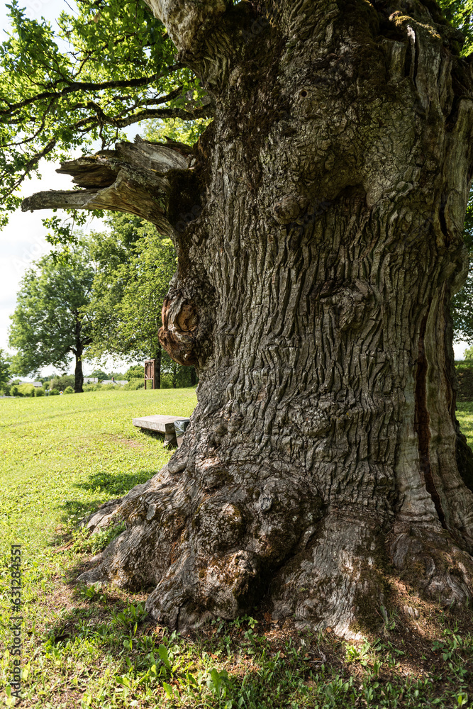 Mighty old oak tree in Zaube, Latvia.