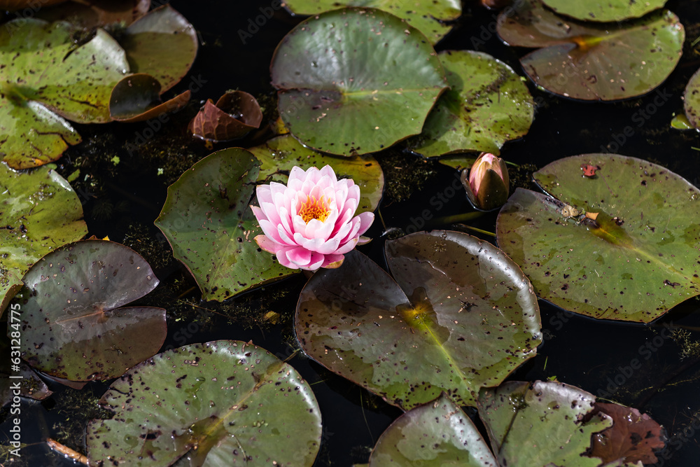 Beautiful water lilies, Vecpiebalga, Latvia. Beautiful water lilies, Vecpiebalga, Latvia.
