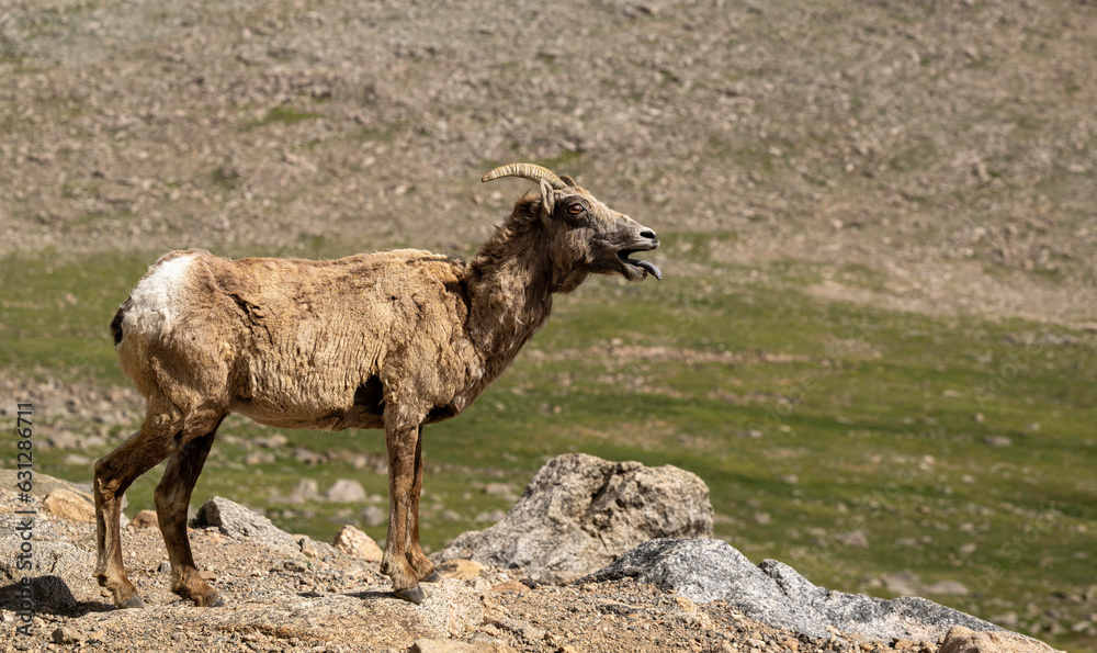 Naklejka premium sheep in the mountain