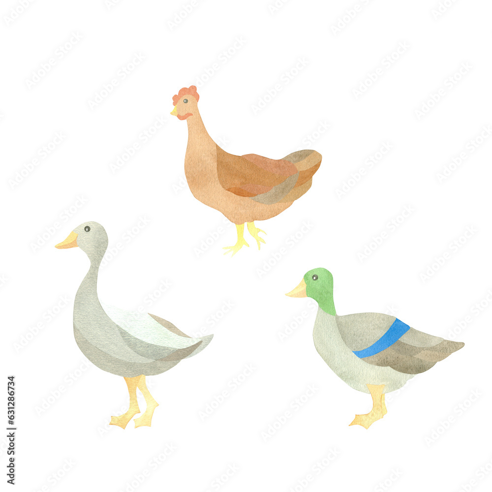 Watercolor set with isolated poultry characters - ducks, goose and chicken. Illustration on a white background. A set OF ANIMAL FACES. For the design of postcards, logos, textiles, tableware, printing