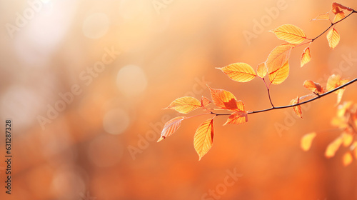 Colorful autumn leaves in rays of sunlight and blurred trees . Abstract Fall background.