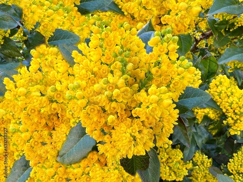 Yellow flowers Oregon grape Mahonia aquifolium plant. photo
