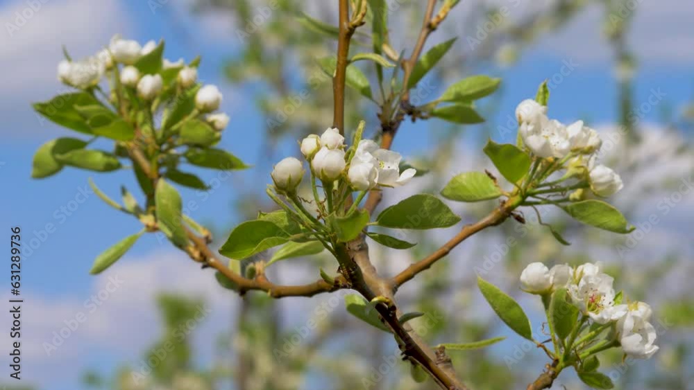 Blossoms apple tree in orchard. Green leaves in garden. Spring flower on blue sky background Blossoms apple tree in orchard. Green leaves in garden. Spring flower on blue sky background