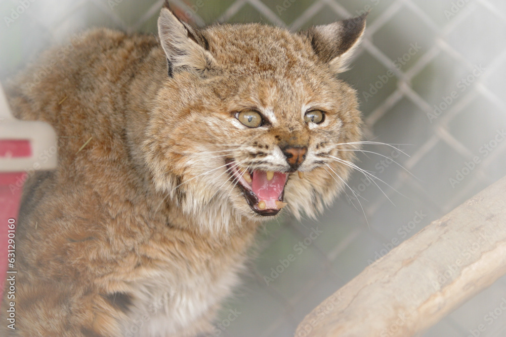 Fototapeta premium Bob cat in a rehabilitation center north of Phoenix, Arizona.