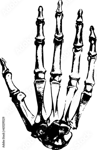 hand bones