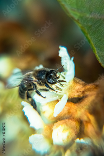 close up of a bee in a flower - Selective focus photo