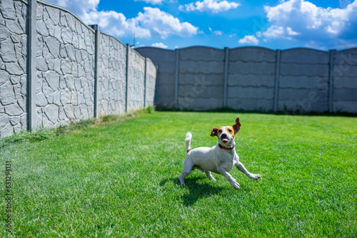 Wallpaper Mural Jack Russell Terrier running and jumping on camera