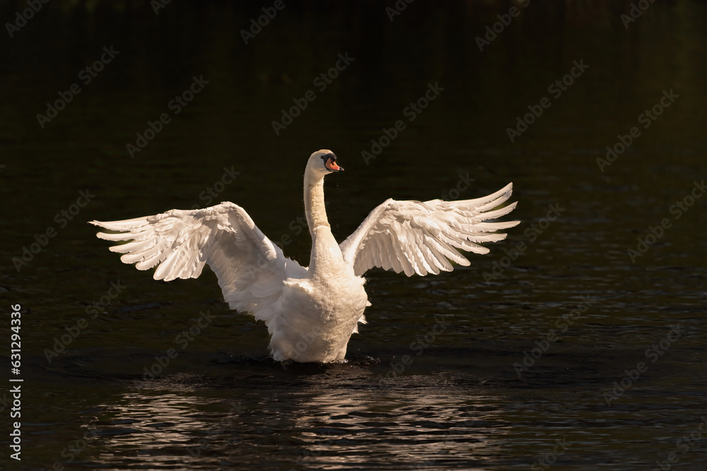 Fototapeta premium Ein schwan mit weit ausgestreckten Flügeln im Abendlicht