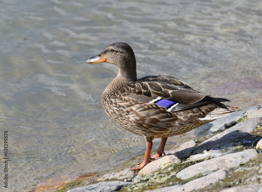 Mallard stands on the rocks on the shore of a pond Mallard stands on the rocks on the shore of a pond
