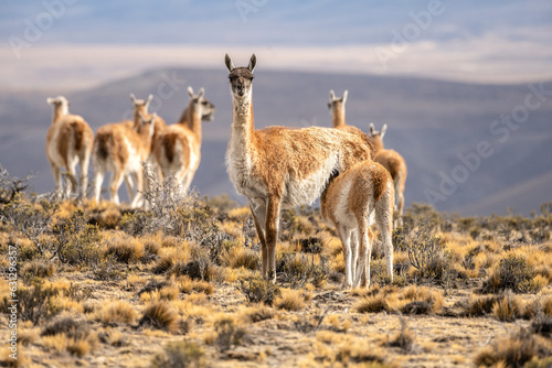 Female guanaco looking at the camera feeds her young with several guanacos and a mountain in the background in Argentine Patagonia. photo