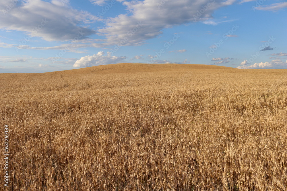 Wheat field in August