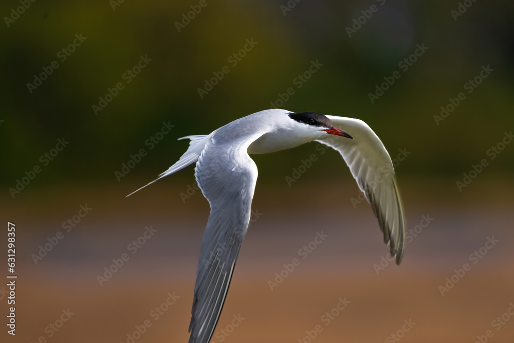 Seeschwalbe im Portrait im Flug