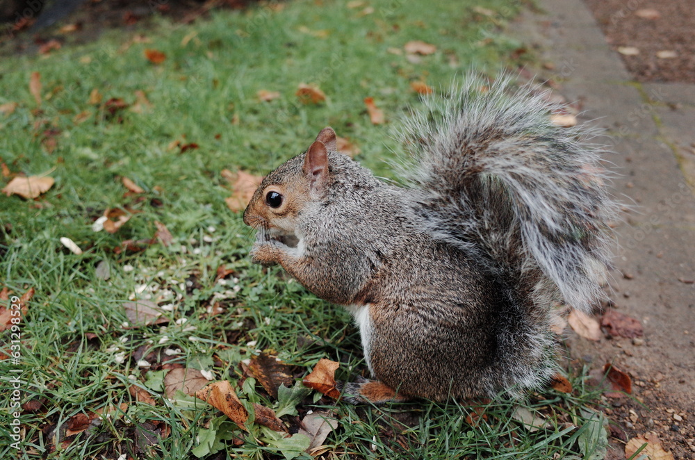 Obraz premium squirrel in the park