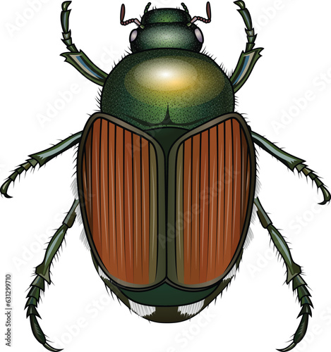 Japanese Beetle or popillia japonica illustration scarab beetle vector image