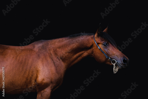 El Pancito Arabian Stallion portrait photo