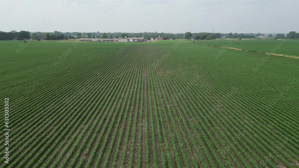 This is a low flyover of an Illinois soy field that is half way through it's growth cycle in the summer. The flight path follows the rows as they were planted. This is a low flyover of an Illinois soy field that is half way through it's growth cycle in the summer. The flight path follows the rows as they were planted.