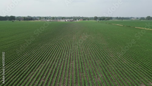 This is a low flyover of an Illinois soy field that is half way through it's growth cycle in the summer. The flight path follows the rows as they were planted.