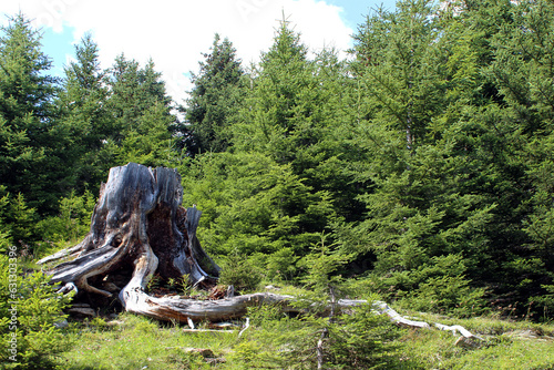 alter riesiger baumstumpf im nadelwald