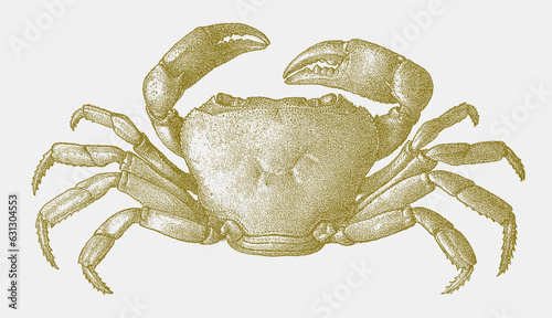 Potamonautes platynotus, freshwater crab endemic to lake tanganyika in upside view