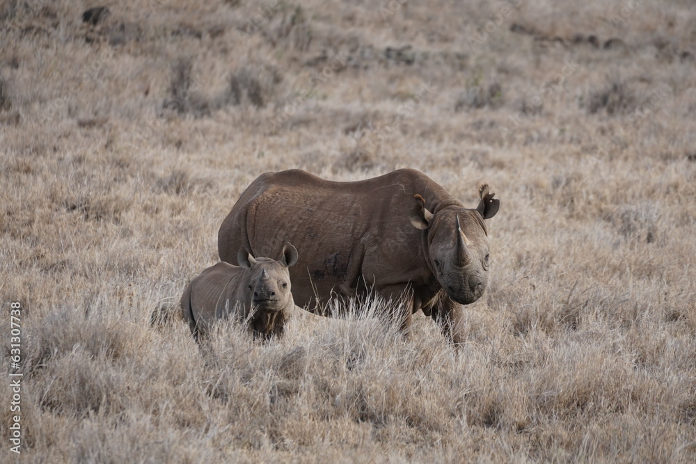 Mother and baby rhino in Lewa Conservancy Kenya Mother and baby rhino in Lewa Conservancy Kenya