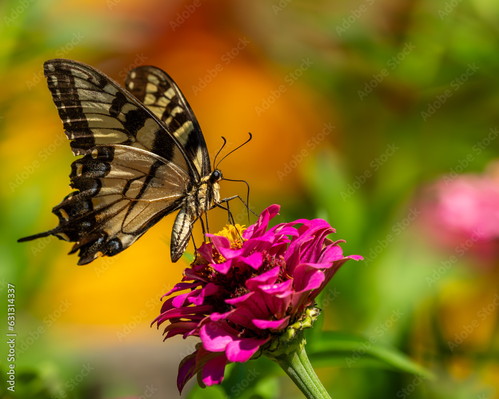 Eastern Tiger Swallowtail Butterfly on Zinnia Eastern Tiger Swallowtail Butterfly on Zinnia