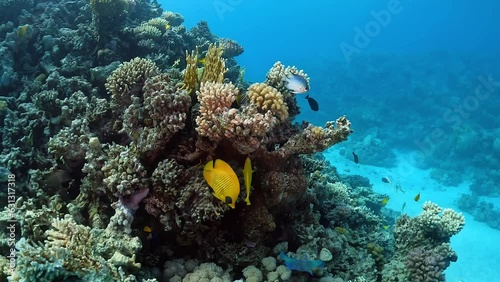 yellow angel fishes and colored coral reef, underwater scene photo