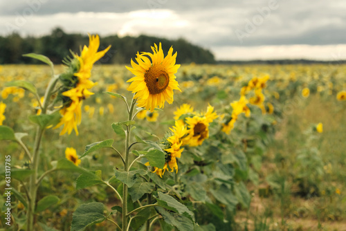 Against the background of a sunflower field  a close-up of a sunflower flower