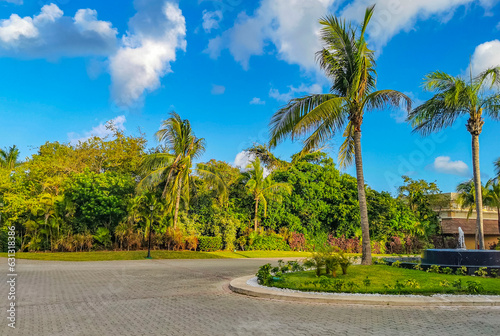 Tropical nature plants palms trees on sidewalk Playa del Carmen.