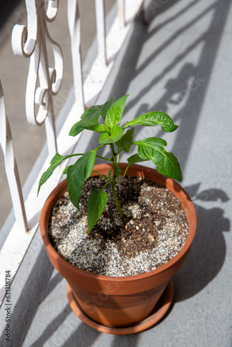 Barely budding pepper plant in terra cotta pot on balcony with white railing behind