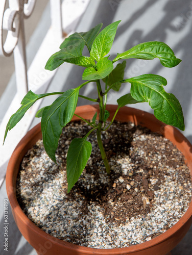 Barely budding pepper plant in terra cotta pot on balcony with white railing behind