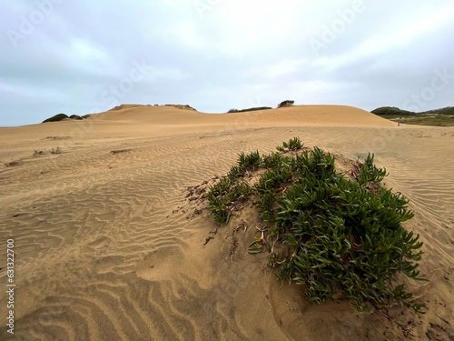 California Coastal Sand Dunes with Ice Plants at Fort Funston photo