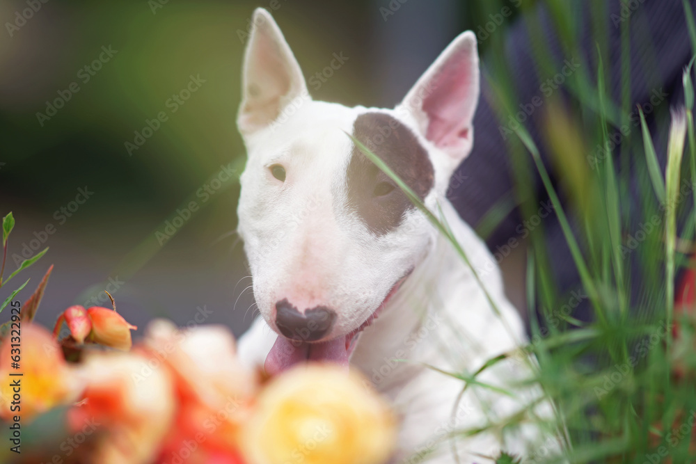 The portrait of a white with a brown patch Bull Terrier dog posing outdoors near a flowerbed in summer