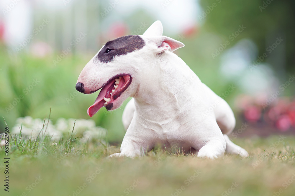 Cute white with a brown patch Bull Terrier dog posing outdoors lying down on a green grass in summer Cute white with a brown patch Bull Terrier dog posing outdoors lying down on a green grass in summer