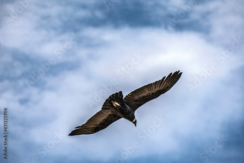 A condor flying with open wings over a blue sky with clouds.
