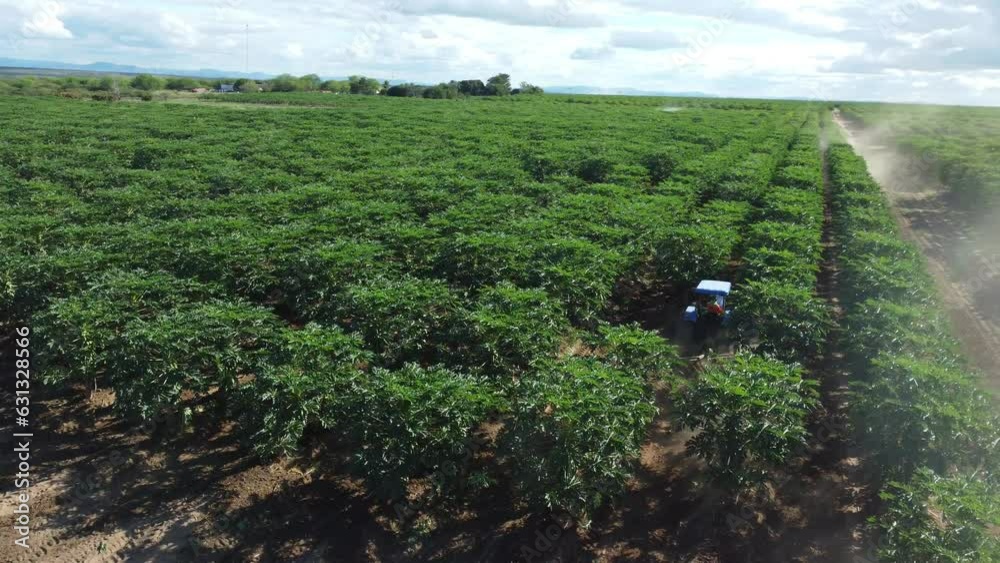 itaberaba, bahia, brazil - august 3, 2023: Papaya plantation in a farm in the rural area of the municipality of Itaberaba. itaberaba, bahia, brazil - august 3, 2023: Papaya plantation in a farm in the rural area of the municipality of Itaberaba.
