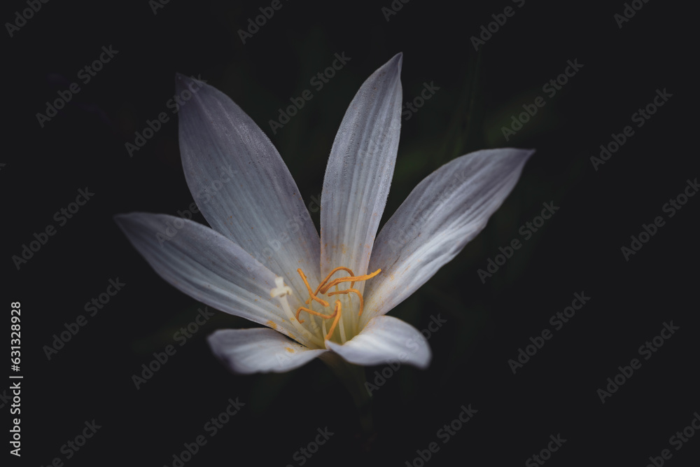Closeup of a White Lily in a Spring Garden Closeup of a White Lily in a Spring Garden