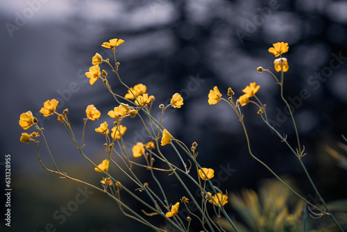 Creeping Buttercups with Pine Tree Backdrop 