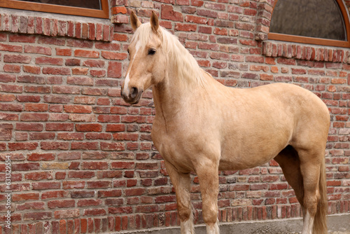 Adorable horse near brick building outdoors. Lovely domesticated pet