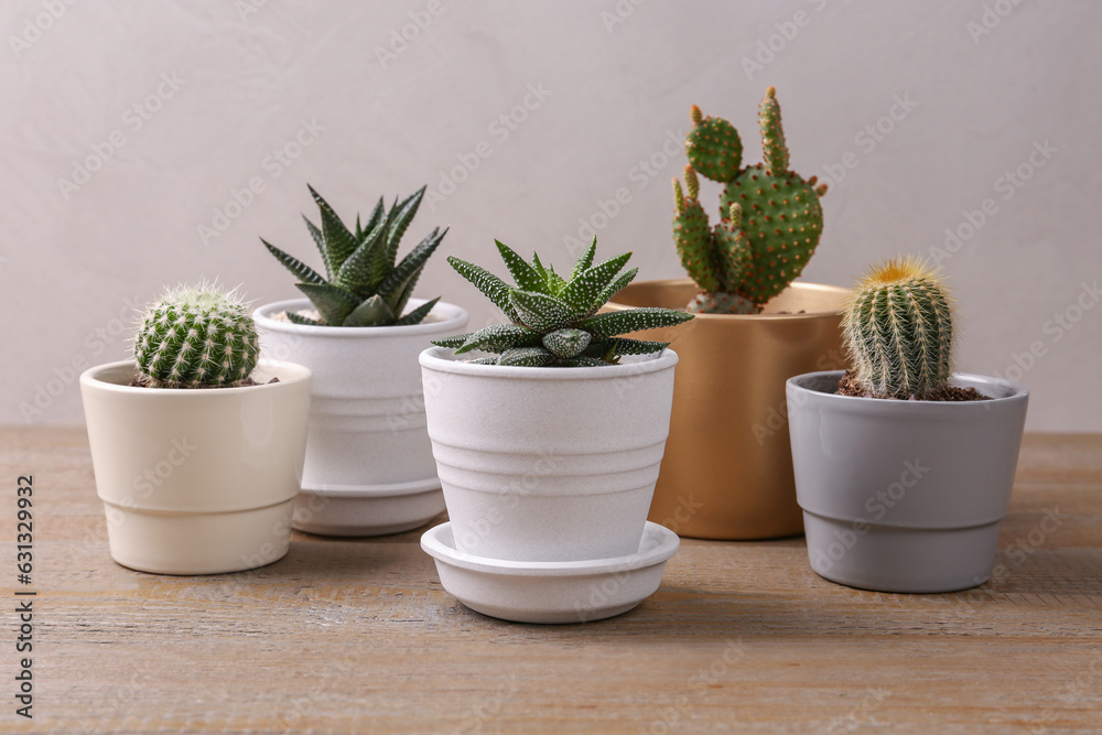 Many different succulent plants in pots on wooden table Many different succulent plants in pots on wooden table