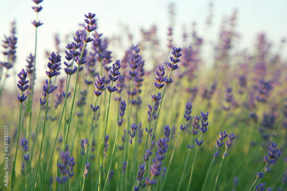 Fototapeta premium Beautiful blooming lavender growing in field, closeup