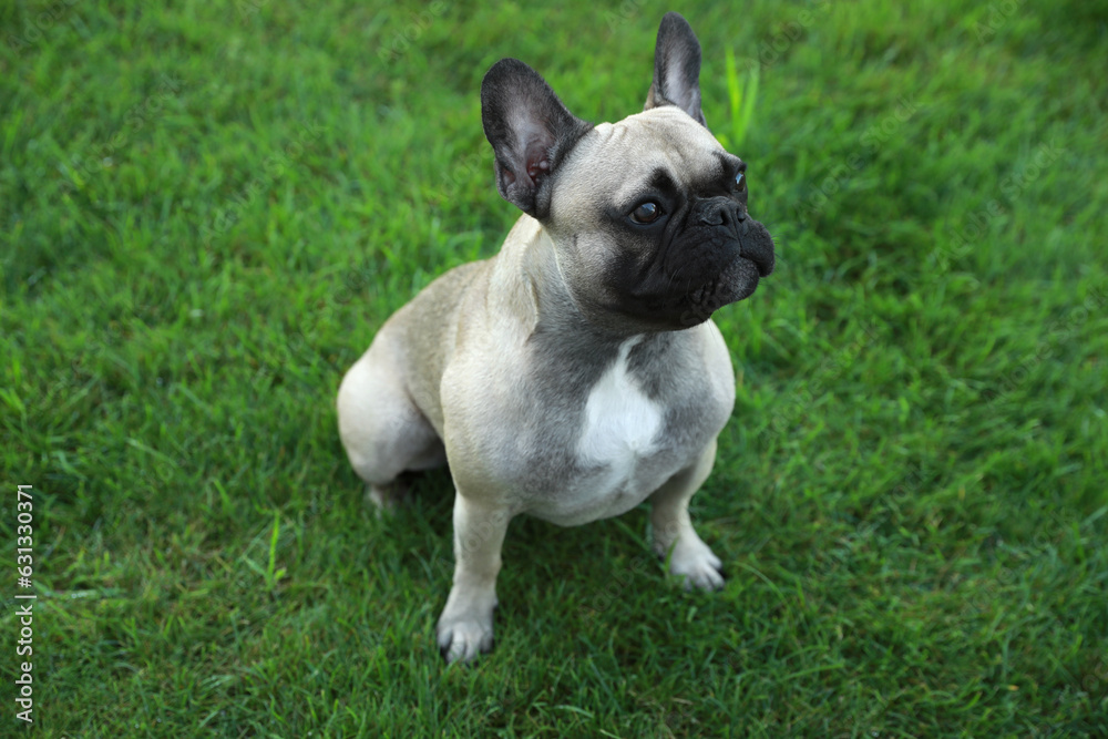 Cute French bulldog on green grass outdoors. Lovely pet