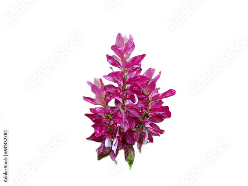 Wallpaper Mural Megaskepasma or Brazilian red-cloak isolated on white background  Torontodigital.ca