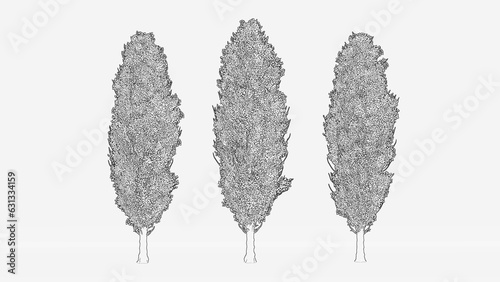 Quadro su tela black poplar tree outline