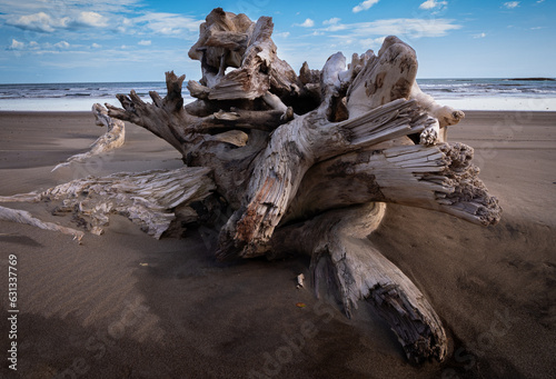 Un viejo tronco sepultado a orilla del mar