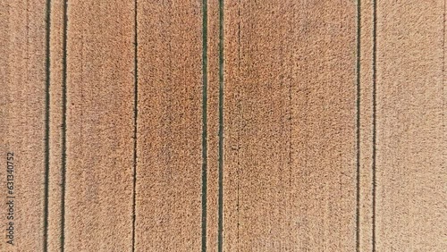 Drone view of wheat, corn farmland. Farming, harvest, farmland and agriculture concept.