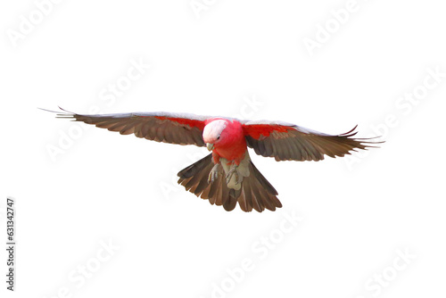 Beautiful Galah Cockatoo flying isolated on transparent background png file © Passakorn