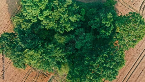 Aerial view of a lonely tree in a cultivated field, lonely island. Farming, harvest, farmland and agriculture concept.