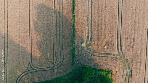 Aerial view of a lonely tree in a cultivated field, lonely island. Farming, harvest, farmland and agriculture concept.