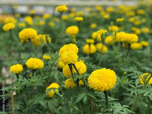 Marigold flowers in the garden