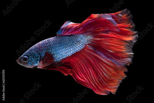 Red and blue color Siamese fighting fish against a black background creates a stunning and visually captivating image, showcasing the fish's striking and contrasting coloration.